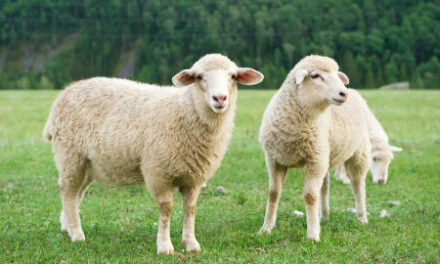 Kołdra wełniana – wybór dla osób, które cenią naturę i jakość